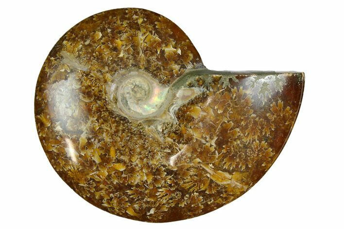 Polished, Agatized Ammonite (Cleoniceras) - Madagascar #164149